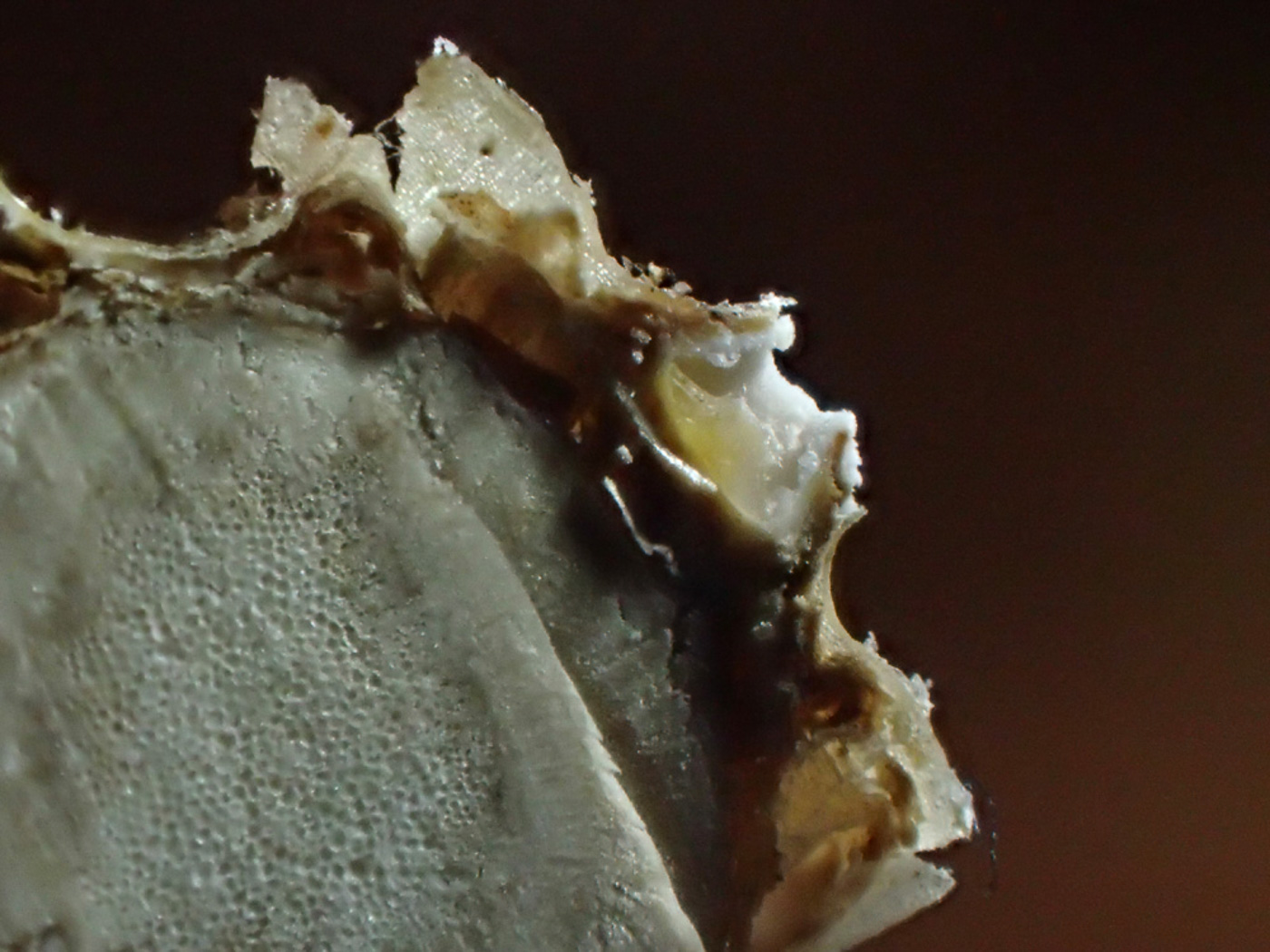 Photo © Sarah Ebdon Stictis radiata by Sarah Ebdon